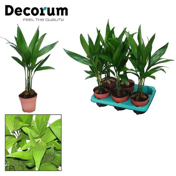 Горшечные цветы и растения оптом Areca Catechu (decorum) от 10шт из Голландии с доставкой по России