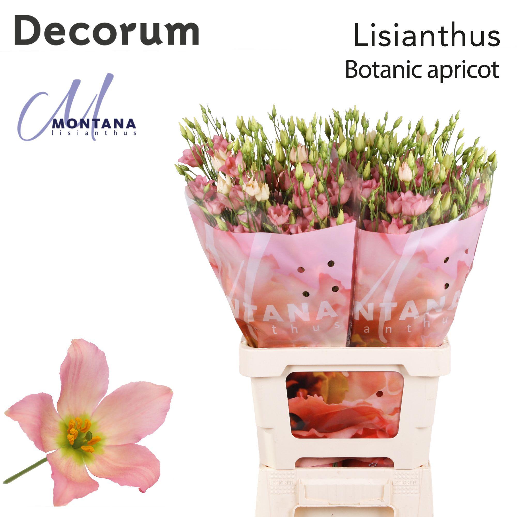 Срезанные цветы оптом Lisianthus do botanic apricot от 20шт из Голландии с доставкой по России