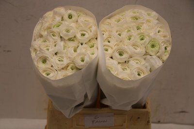 Срезанные цветы оптом Ranunculus elegance white от 60шт из Голландии с доставкой по России