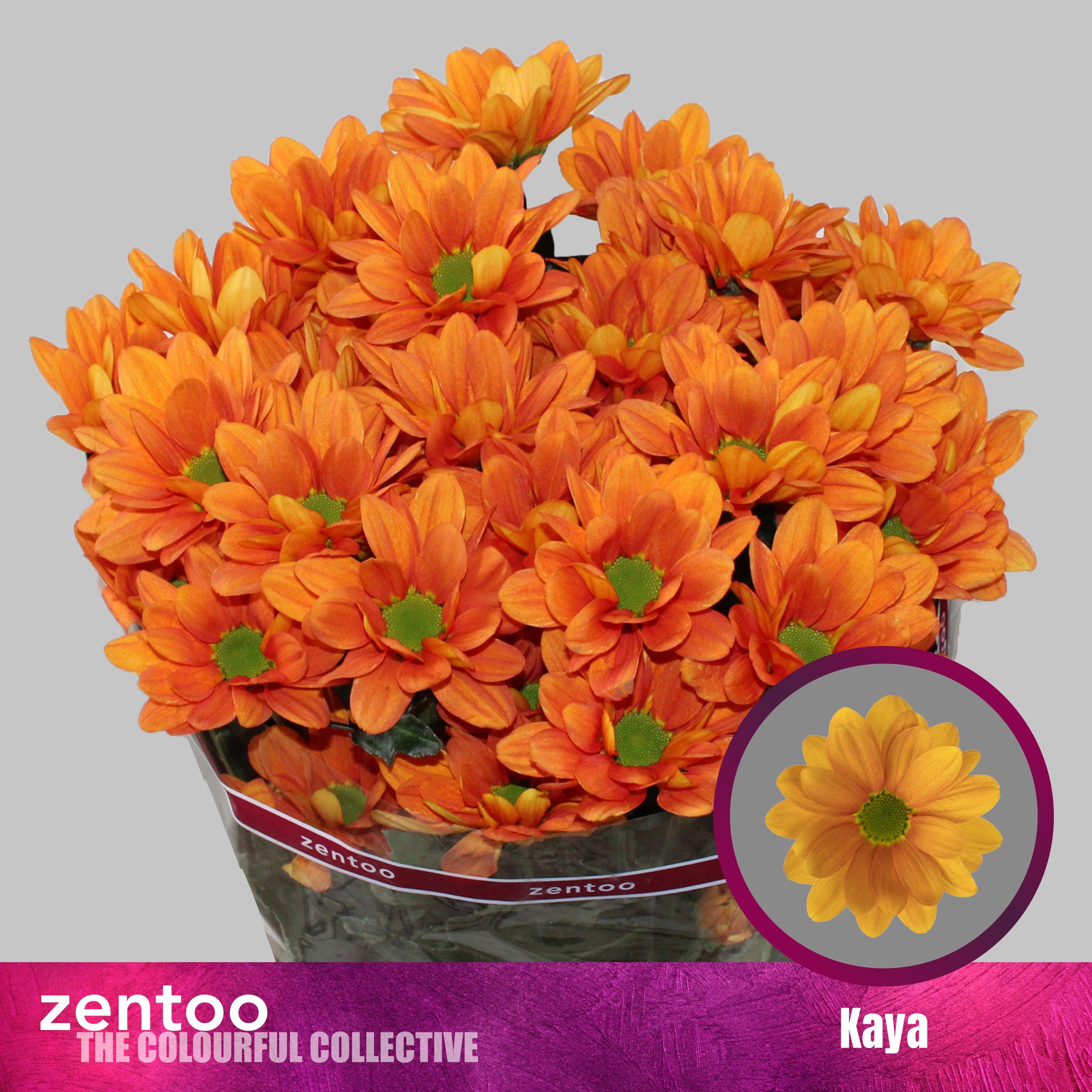 Срезанные цветы оптом Chrys sp kaya+ от 80шт. из Голландии с доставкой по России