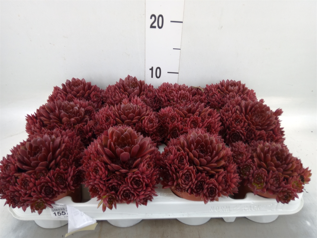 Горшечные цветы и растения оптом Sempervivum   ... от 12шт (для телеги) из Голландии с доставкой по России