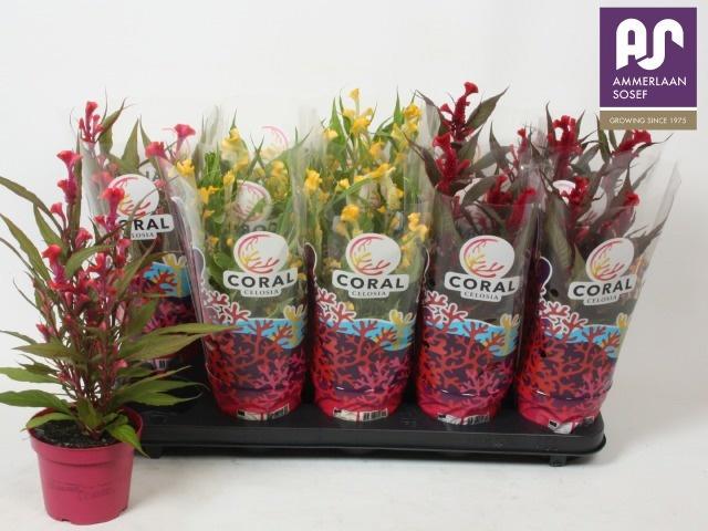 Горшечные цветы и растения оптом Cel Cr Hot Topic Gem от 10шт из Голландии с доставкой по России