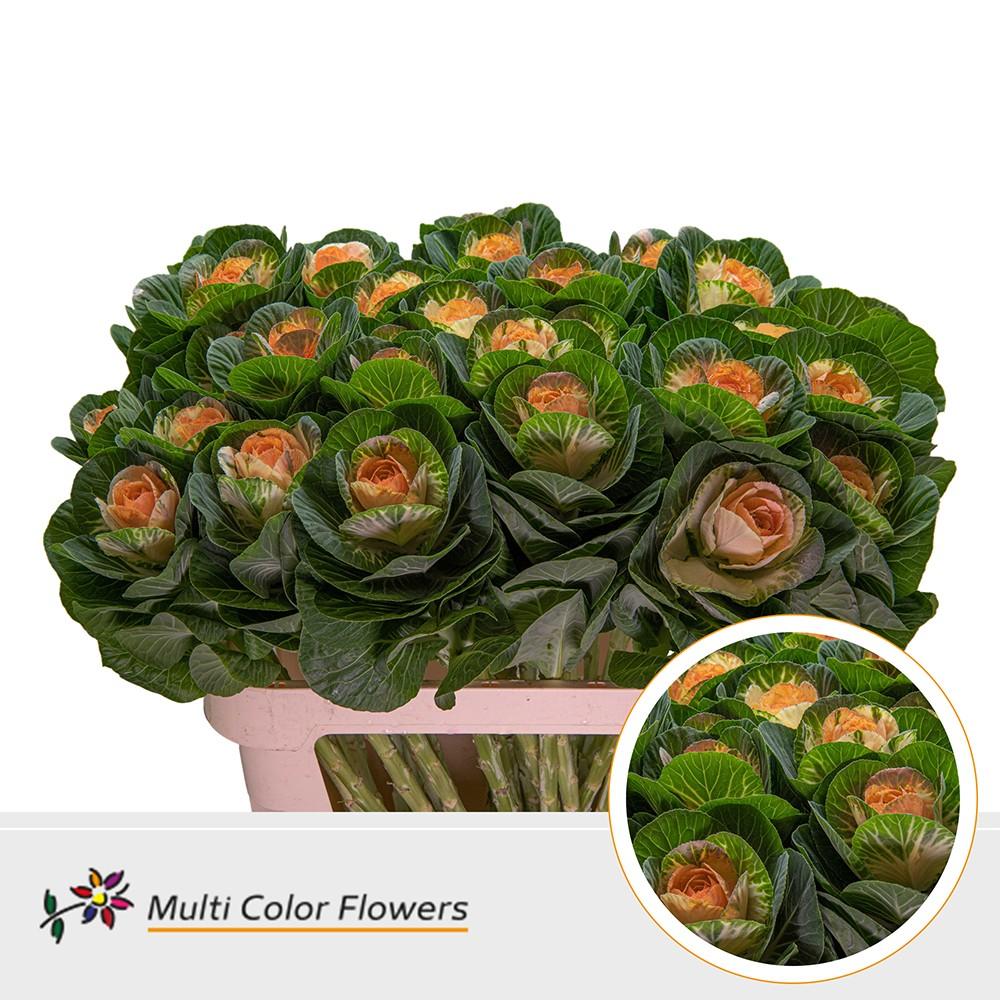 Срезанные цветы оптом Brassica paint naturel + apricot eye от 30шт из Голландии с доставкой по России