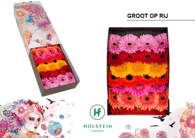 Срезанные цветы оптом Gerbera mix in row от 50шт из Голландии с доставкой по России