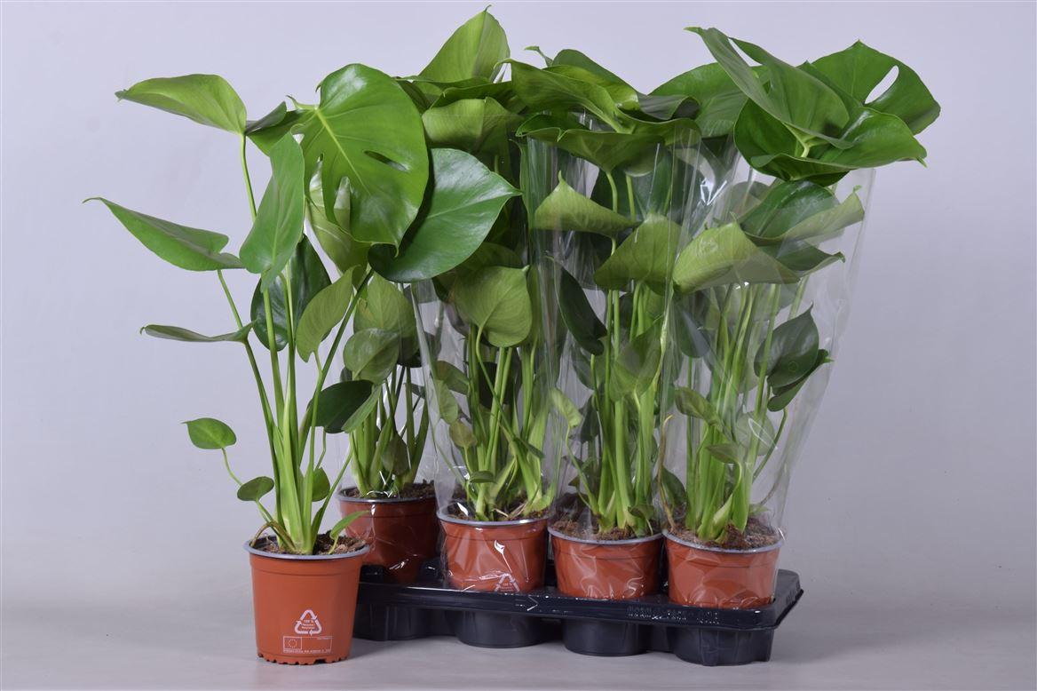 Горшечные цветы и растения оптом Monstera Deliciosa от 8шт из Голландии с доставкой по России Горшечные цветы и растения оптом Monstera Deliciosa от 8шт из Голландии с доставкой по России