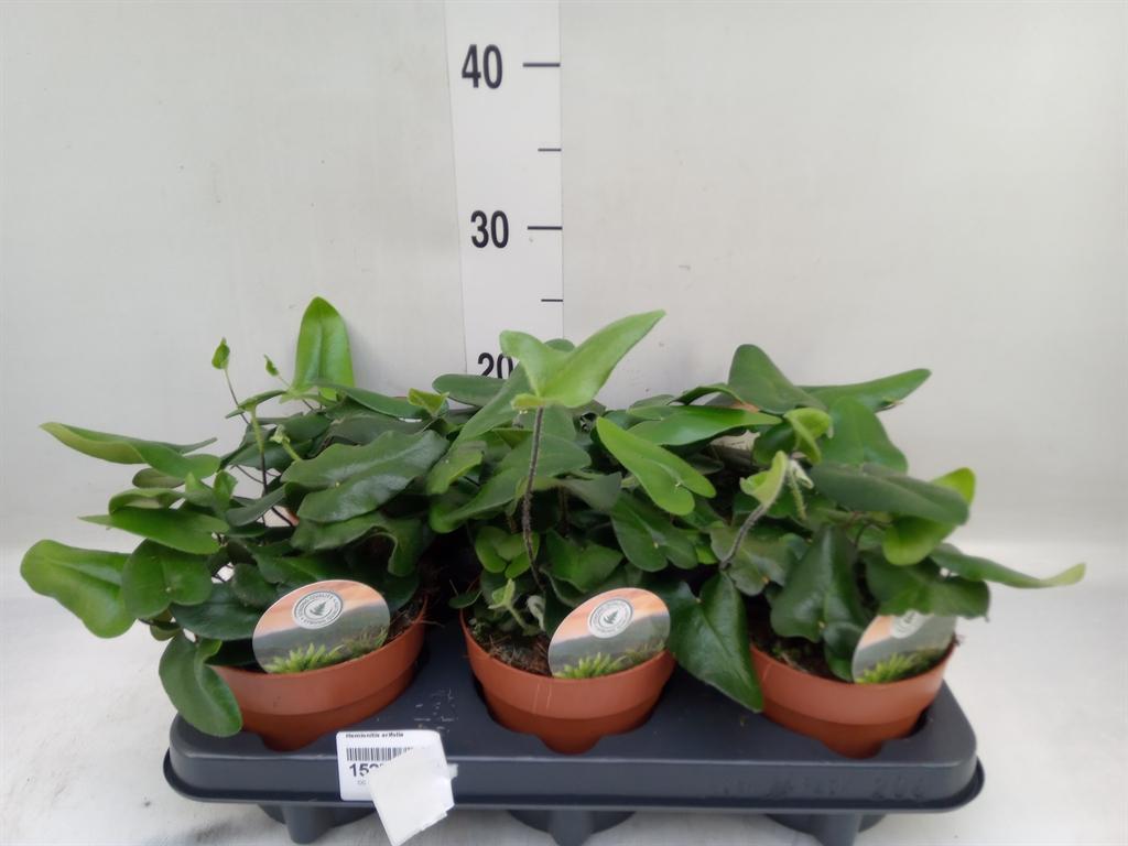 Горшечные цветы и растения оптом Hemionitis Arifolia от 6шт из Голландии с доставкой по России