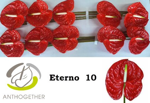 Срезанные цветы оптом Anthurium eterno от 10шт из Голландии с доставкой по России