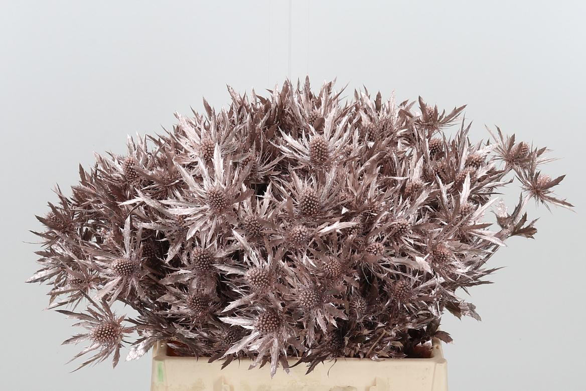 Срезанные цветы оптом Eryngium orion paint champagne от 60шт из Голландии с доставкой по России