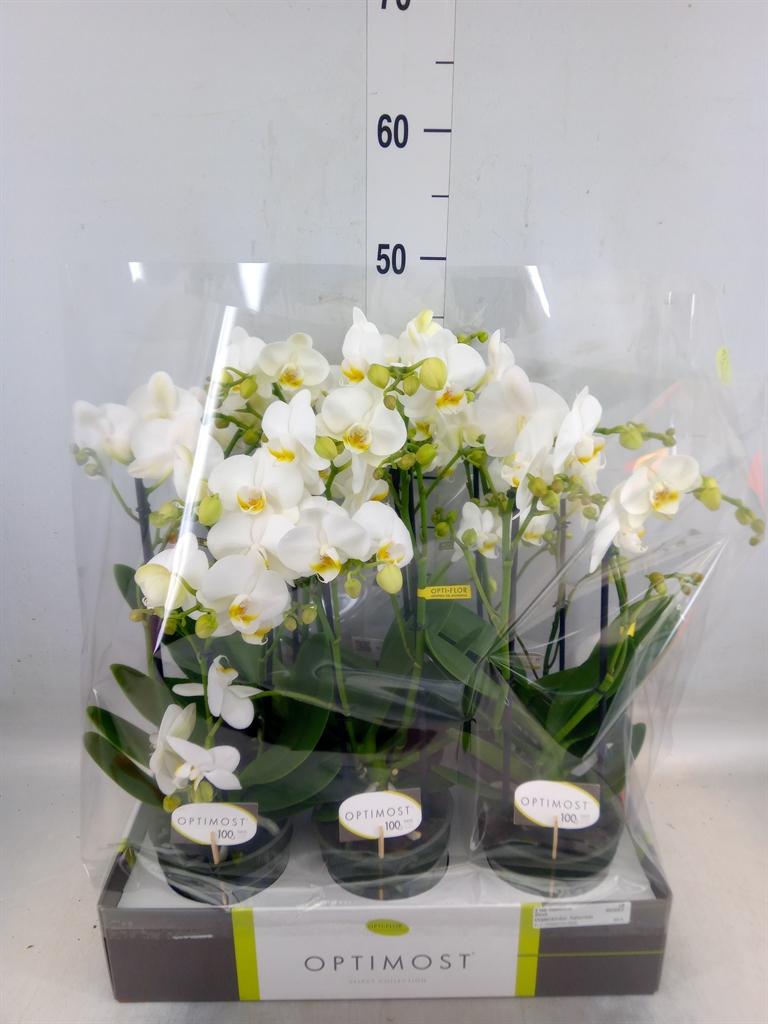 Горшечные цветы и растения оптом Phalaenopsis Multi.   ...white от 6шт из Голландии с доставкой по России