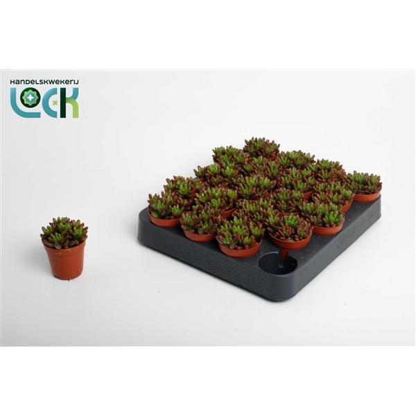 Горшечные цветы и растения оптом Sedum Rubrotinctum от 20шт (для телеги) из Голландии с доставкой по России