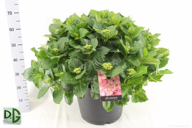 Горшечные цветы и растения оптом Hydr M Early Rosa от 1шт из Голландии с доставкой по России