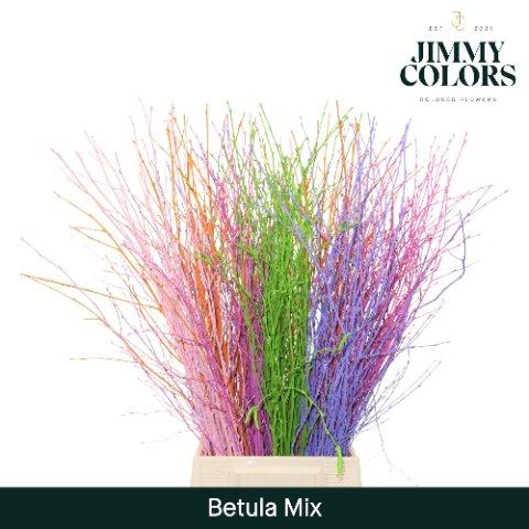 Срезанные цветы оптом Betula paint mix от 10шт из Голландии с доставкой по России