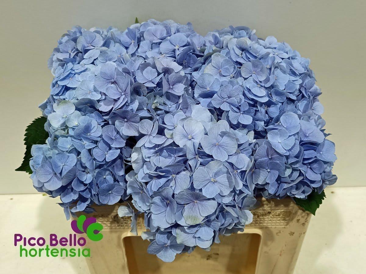 Срезанные цветы оптом Hydrangea verena blue от 10шт. из Голландии с доставкой по России
