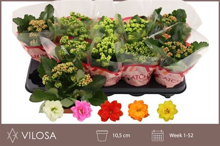 Горшечные цветы и растения оптом Kal Cal Mix (vilosa) от 10шт из Голландии с доставкой по России