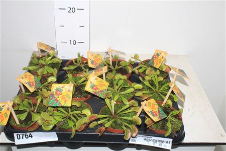 Горшечные цветы и растения оптом Dionaea Muscipula * Spring Deal * от 12шт (для телеги) из Голландии с доставкой по России