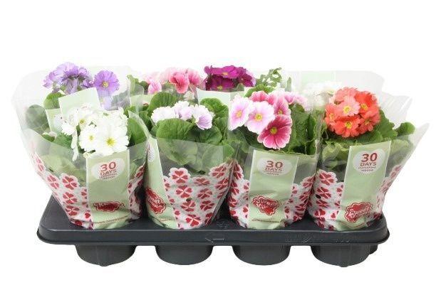 Горшечные цветы и растения оптом Prim Ob Tm Gem от 8шт из Голландии с доставкой по России