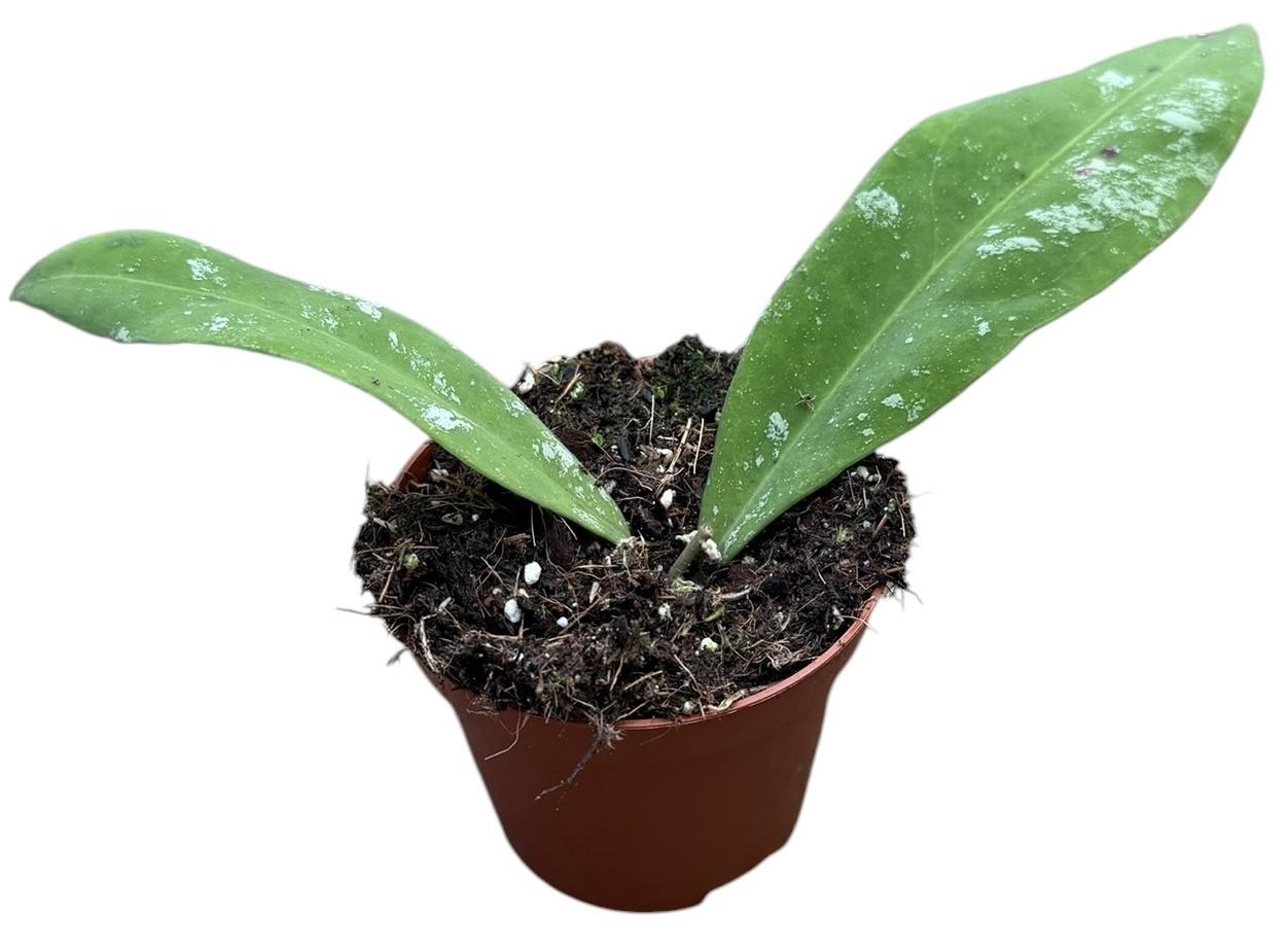 Горшечные цветы и растения оптом Hoya Kaikoeana Splash Sp Dahlia от 1шт (для телеги) из Голландии с доставкой по России