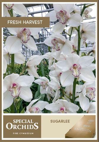 Срезанные цветы оптом Cymbidium white mrs sugar lee от 6шт. из Голландии с доставкой по России