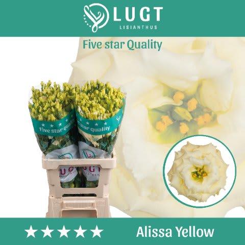 Срезанные цветы оптом Lisianthus do alissa yellow от 20шт. из Голландии с доставкой по России