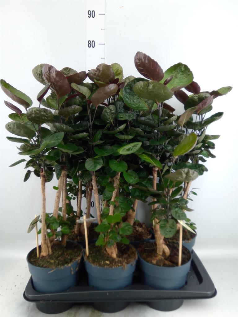 Горшечные цветы и растения оптом Polyscias Fabian от 6шт из Голландии с доставкой по России