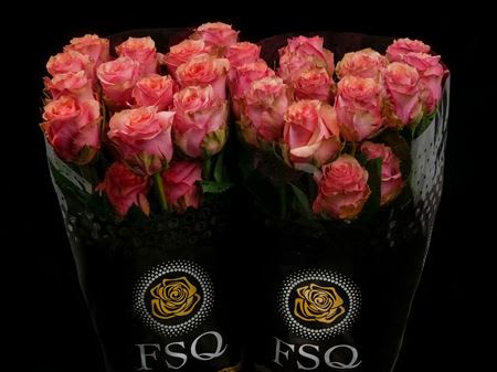 Срезанные цветы оптом Rosa ec samba pa ti от 40шт из Голландии с доставкой по России