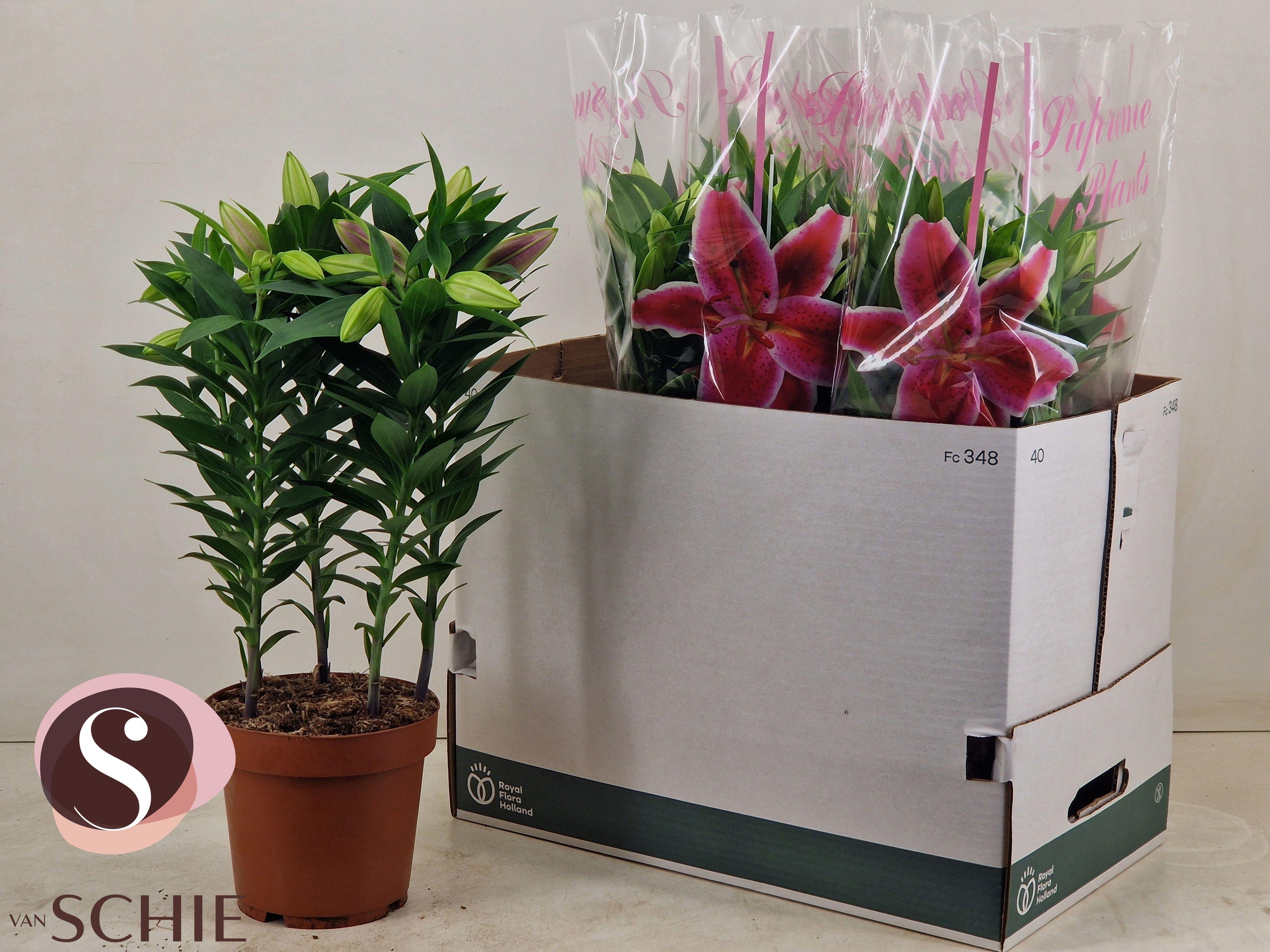 Горшечные цветы и растения оптом Lil Or Entertainer от 5шт из Голландии с доставкой по России