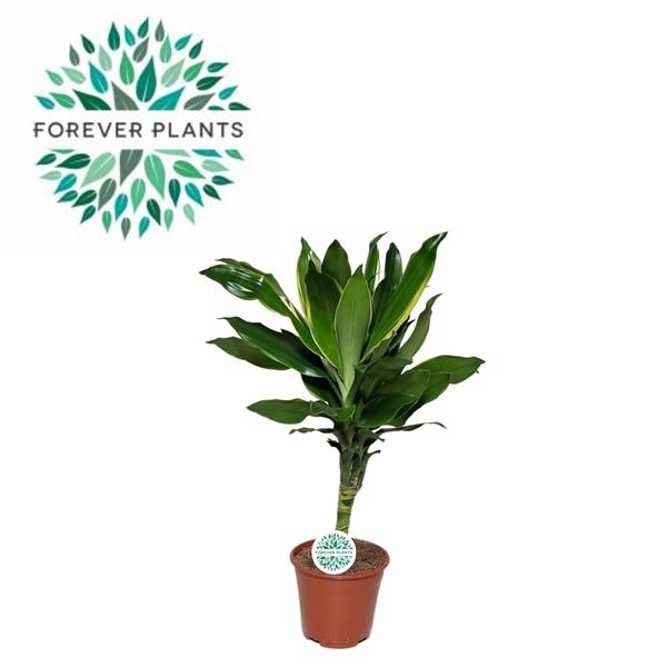 Горшечные цветы и растения оптом Drac Golden Coast 15cm Stem от 8шт из Голландии с доставкой по России