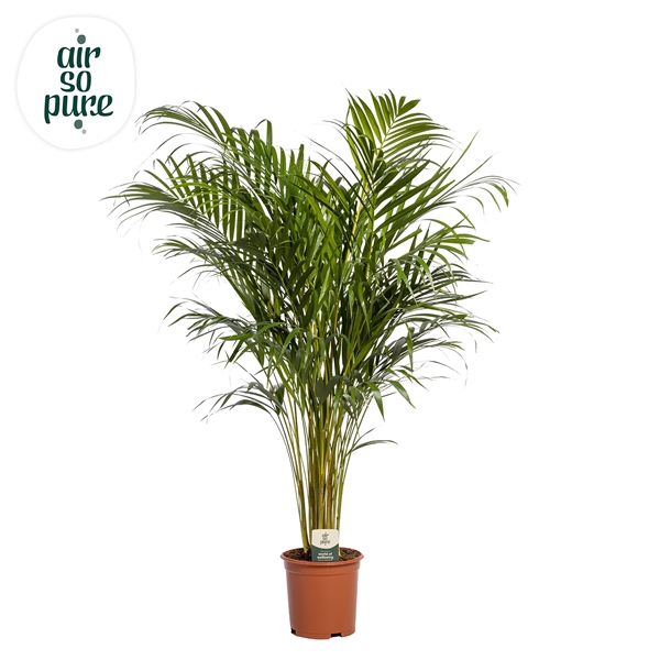 Горшечные цветы и растения оптом Dypsis Lutescens (air So Pure) от 1шт из Голландии с доставкой по России