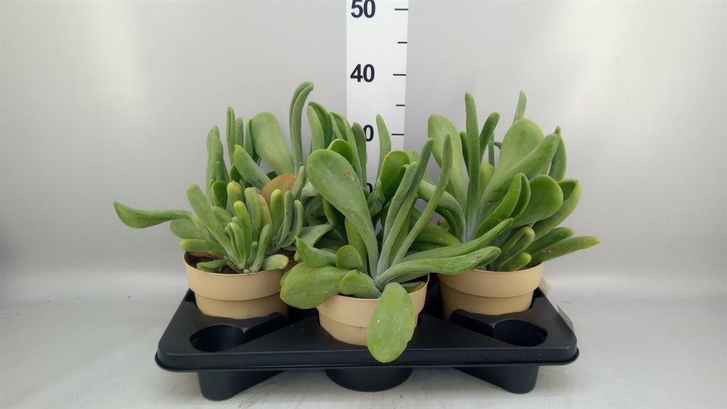 Горшечные цветы и растения оптом Kalanchoe Nf ... от 3шт из Голландии с доставкой по России
