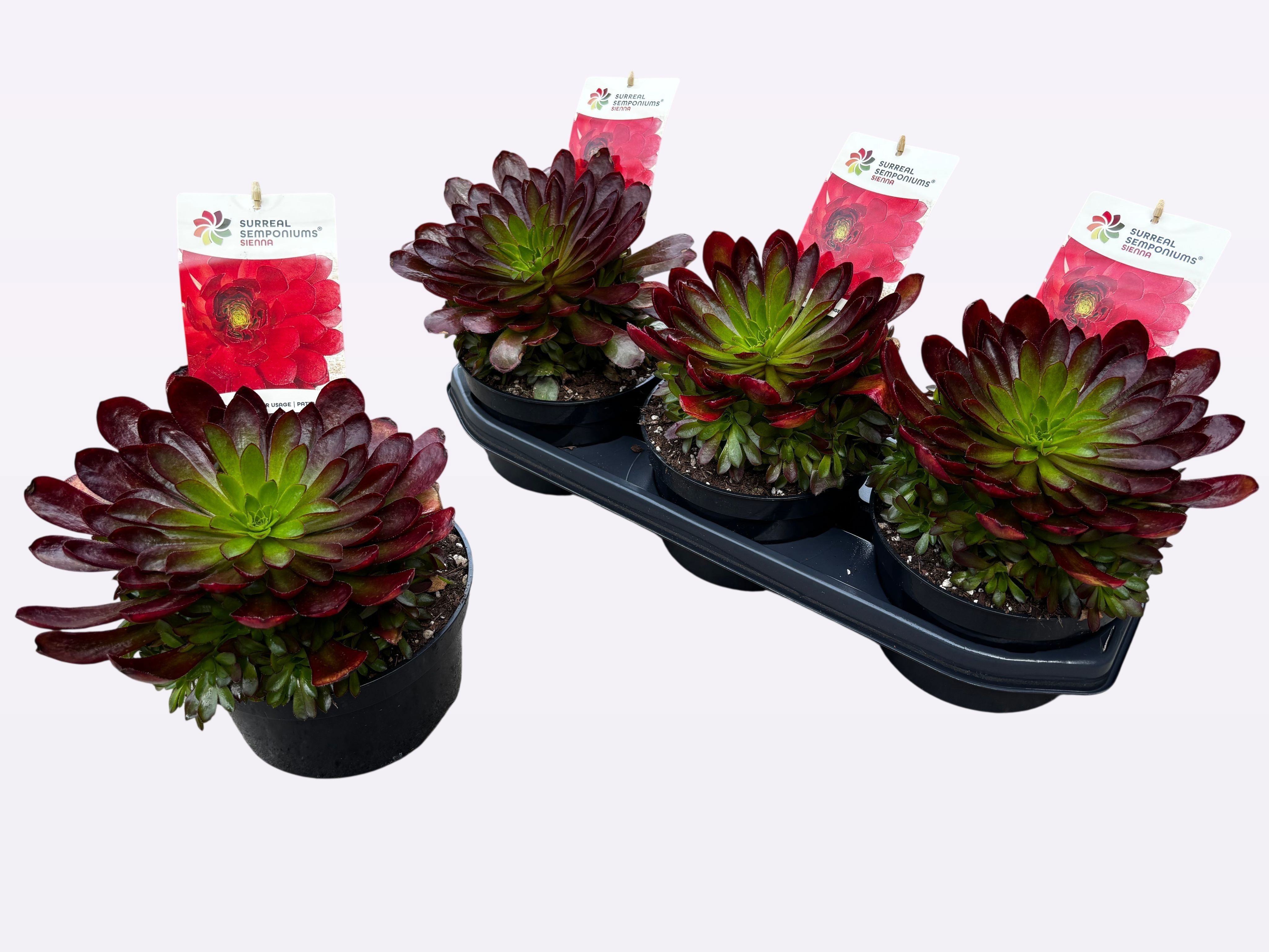 Горшечные цветы и растения оптом Sempon Sienna от 3шт из Голландии с доставкой по России