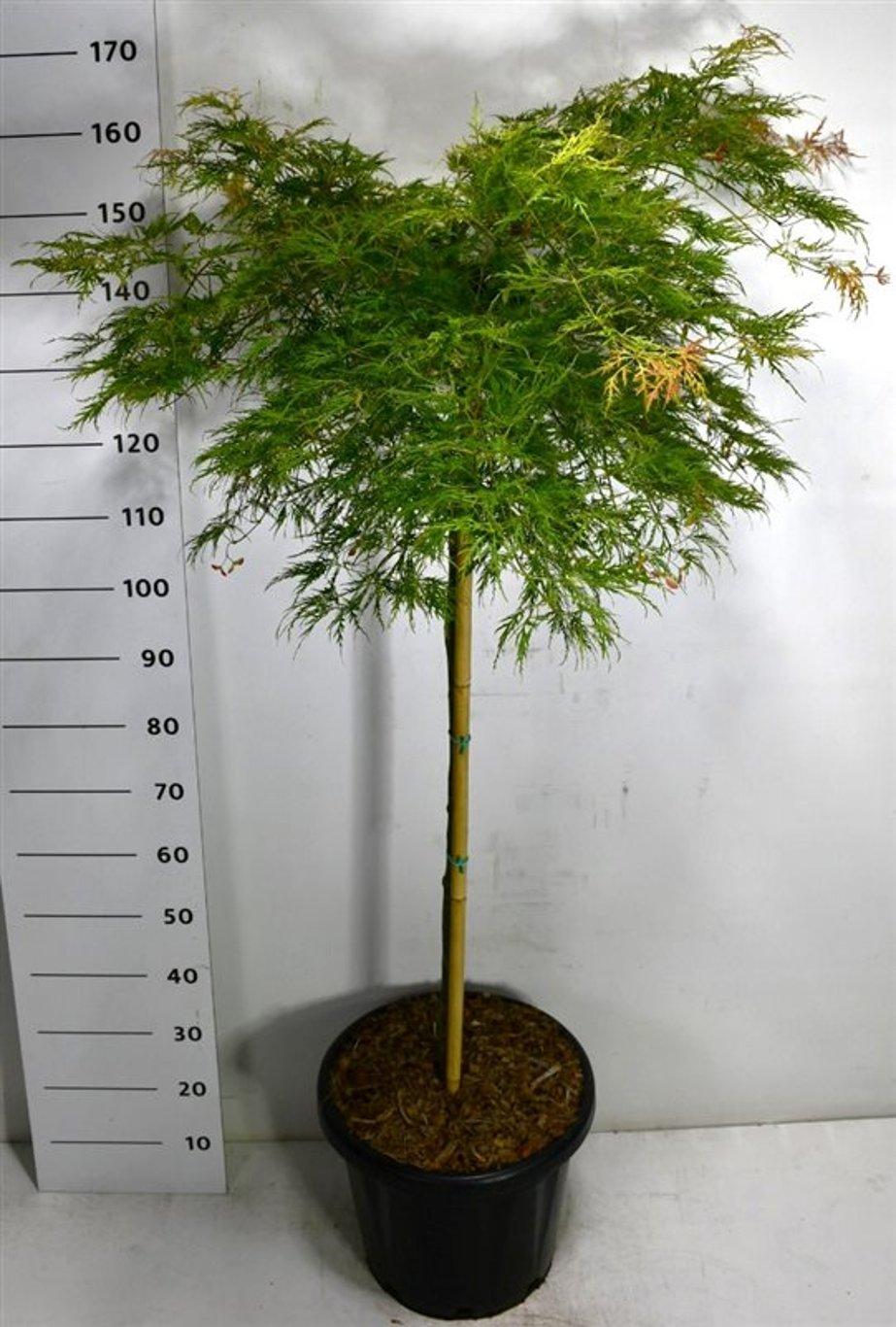 Горшечные цветы и растения оптом Acer Palm Green Lace On Stem от 1шт из Голландии с доставкой по России