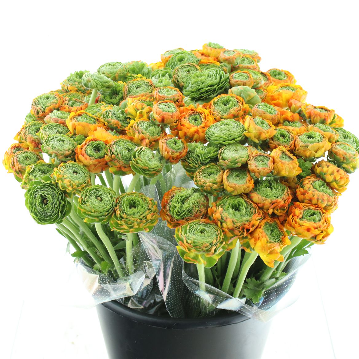 Срезанные цветы оптом Ranunculus pon pon merlino от 90шт из Голландии с доставкой по России