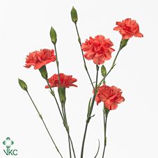 Срезанные цветы оптом Dianthus sp romany от 100шт из Голландии с доставкой по России