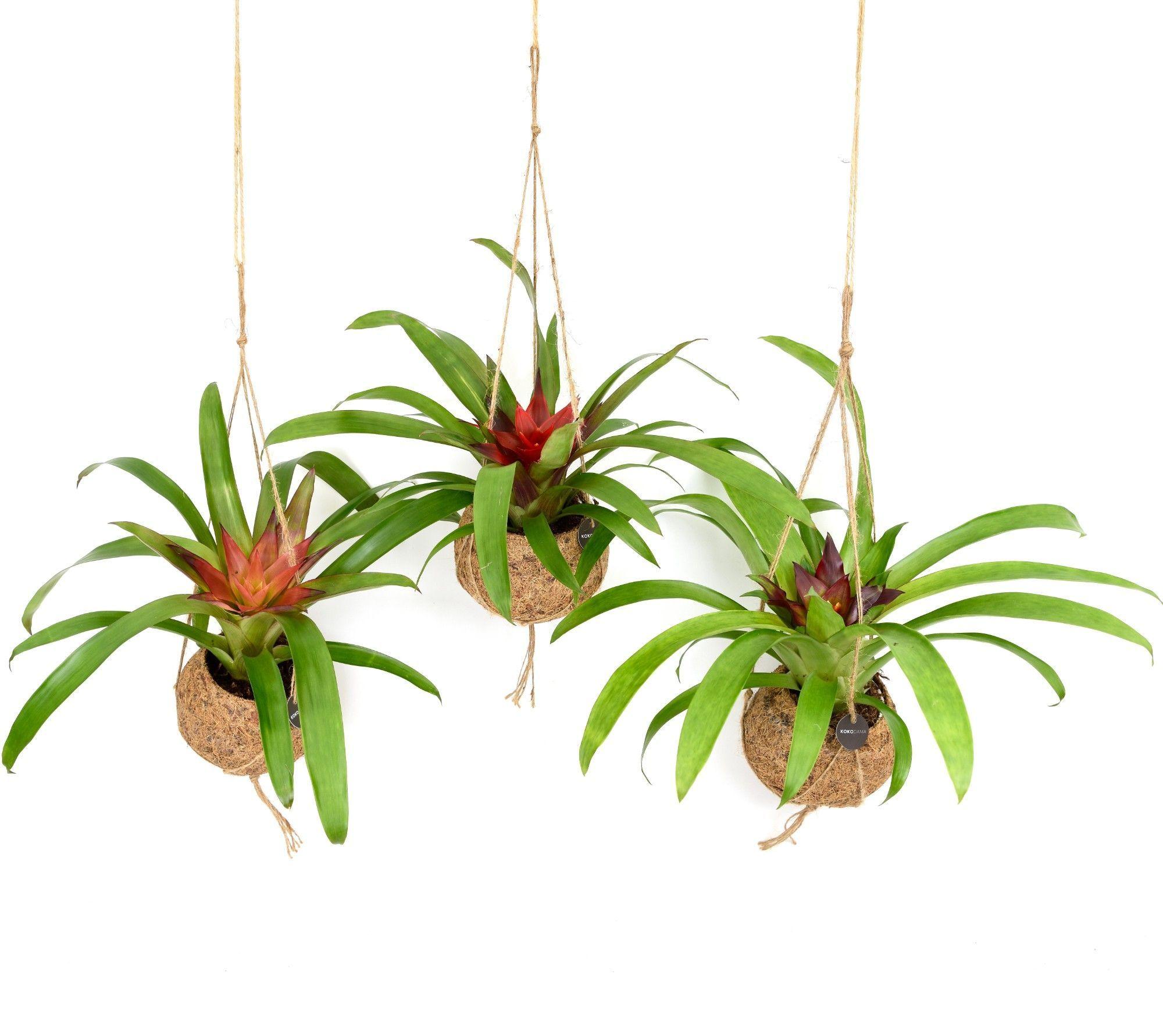 Горшечные цветы и растения оптом Bromelia Gem от 8шт из Голландии с доставкой по России