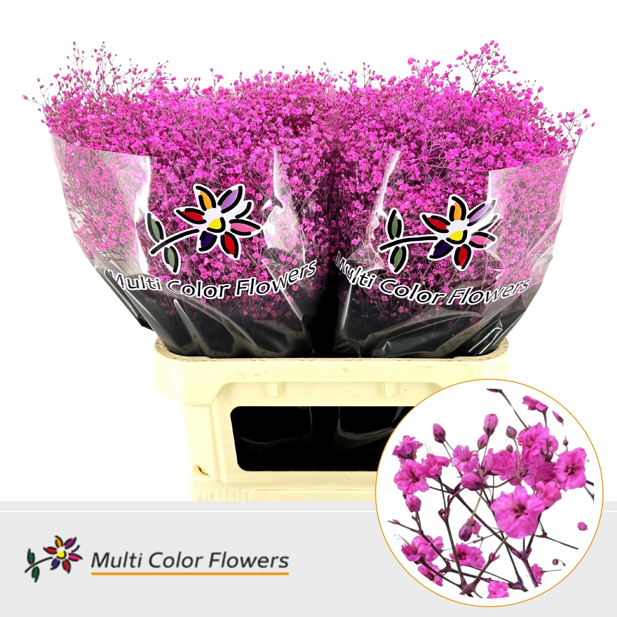 Срезанные цветы оптом Gyps fine paint hot pink от 50шт. из Голландии с доставкой по России