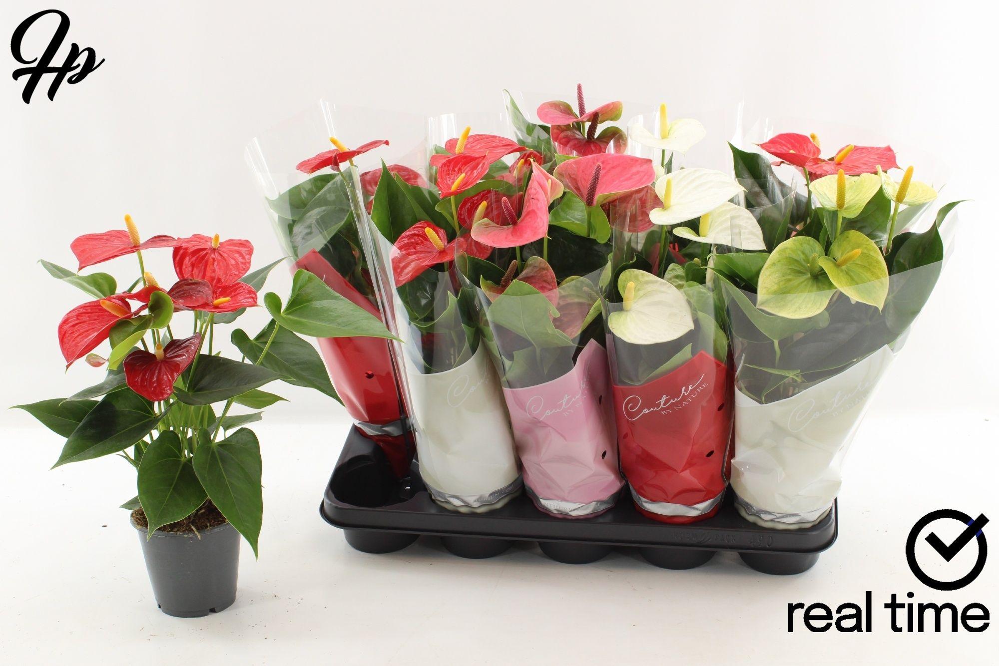 Горшечные цветы и растения оптом Anthu An Gem 5 Kl от 10шт из Голландии с доставкой по России