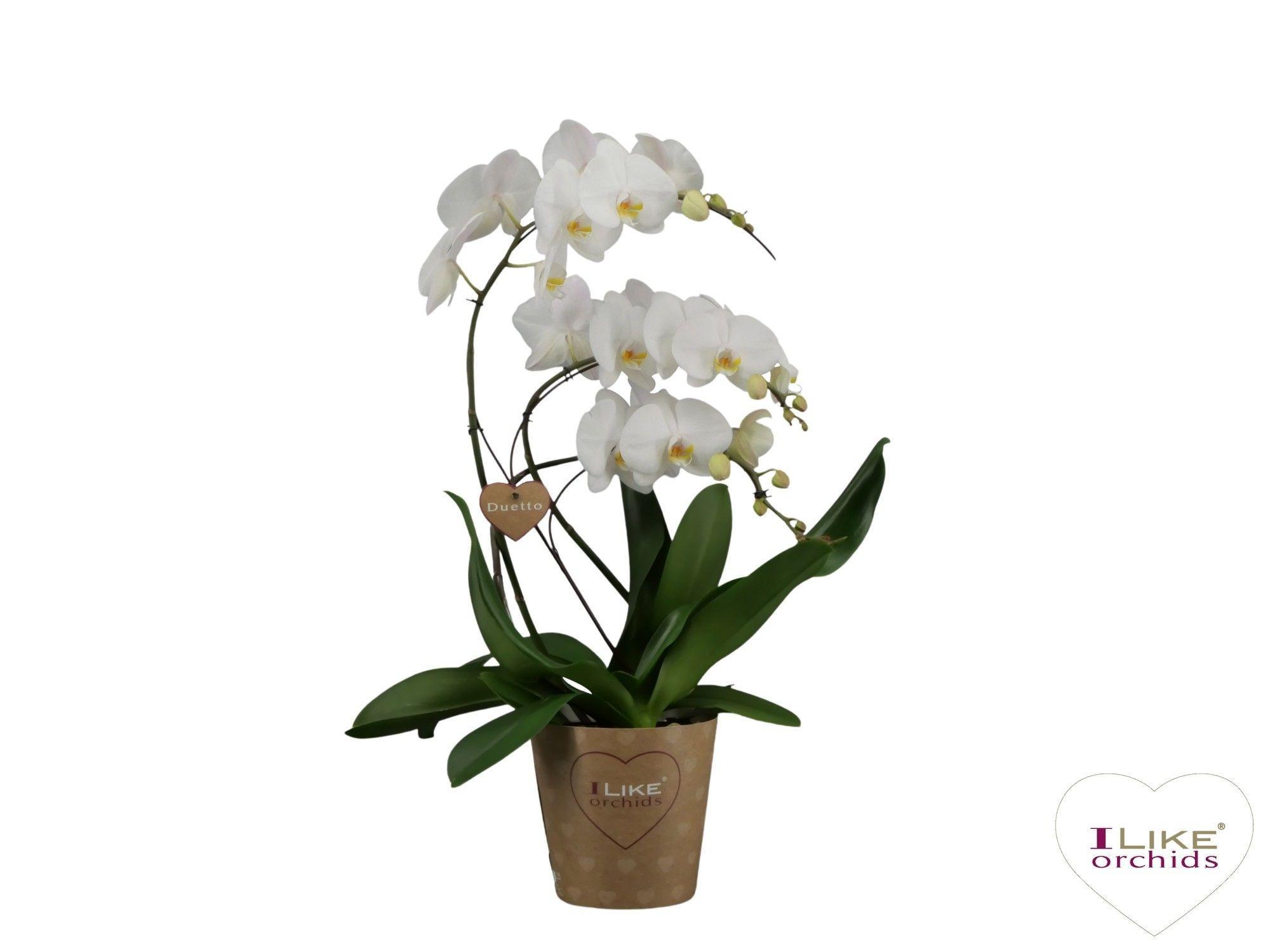 Горшечные цветы и растения оптом Phalaenopsis Duetto Swane Lady от 2шт из Голландии с доставкой по России