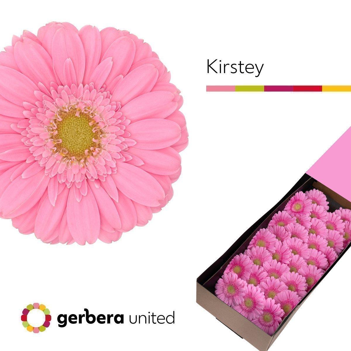 Срезанные цветы оптом Germini kirstey от 60шт из Голландии с доставкой по России