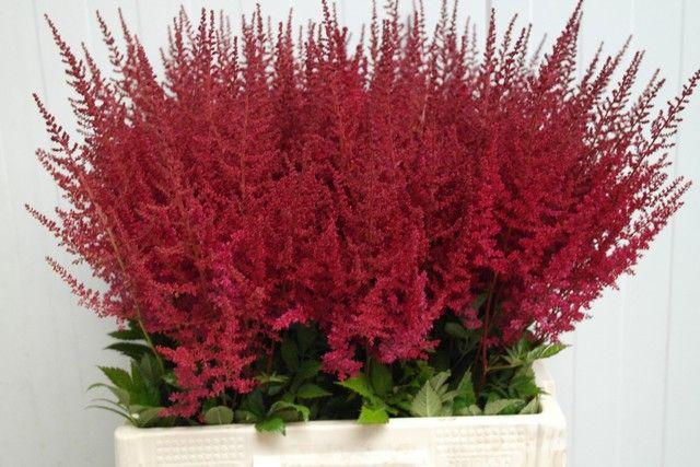 Срезанные цветы оптом Astilbe paul gaarder от 100шт из Голландии с доставкой по России