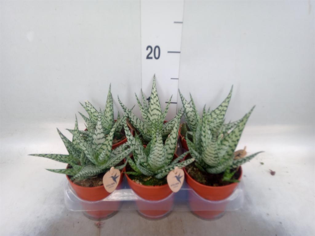Горшечные цветы и растения оптом Aloe   ... от 6шт (для телеги) из Голландии с доставкой по России
