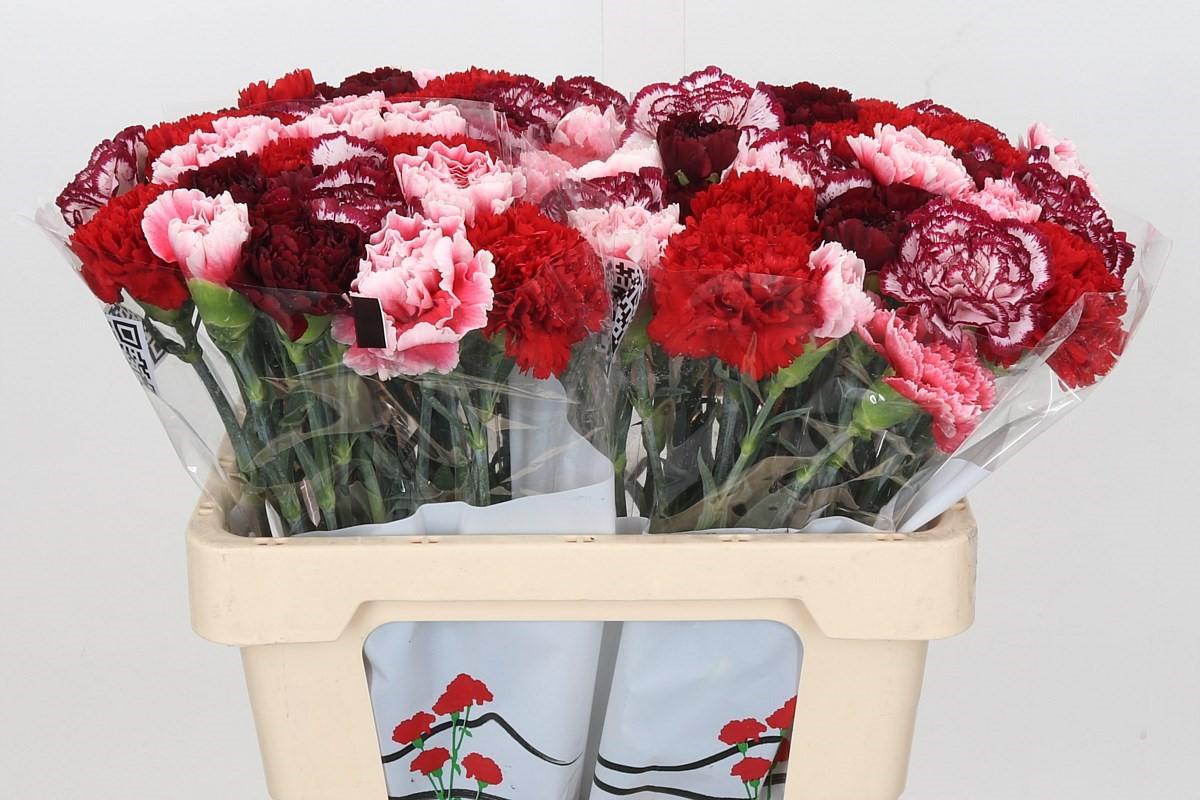 Срезанные цветы оптом Dianthus st mix rainbow red от 80шт из Голландии с доставкой по России
