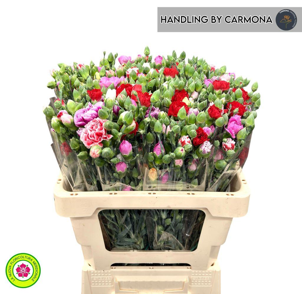 Срезанные цветы оптом Dianthus sp rainbow от 100шт. из Голландии с доставкой по России