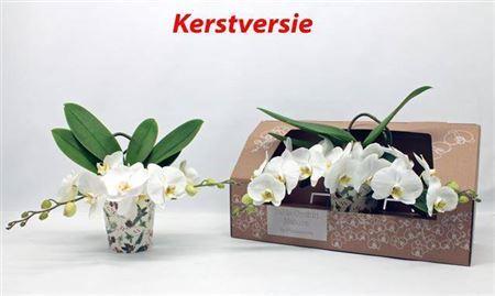 Горшечные цветы и растения оптом Phal Ov Wit 2 Branches 18 Bloemen+ от 1шт из Голландии с доставкой по России
