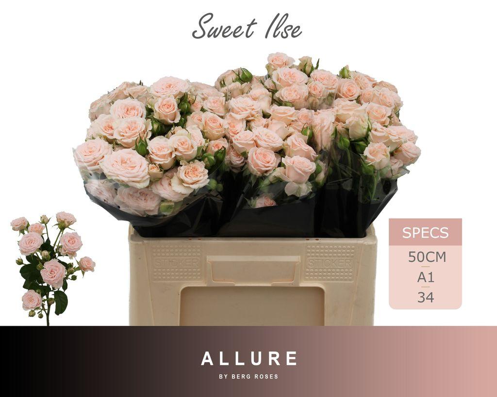Срезанные цветы оптом Rosa spray sweet ilse от 40шт из Голландии с доставкой по России