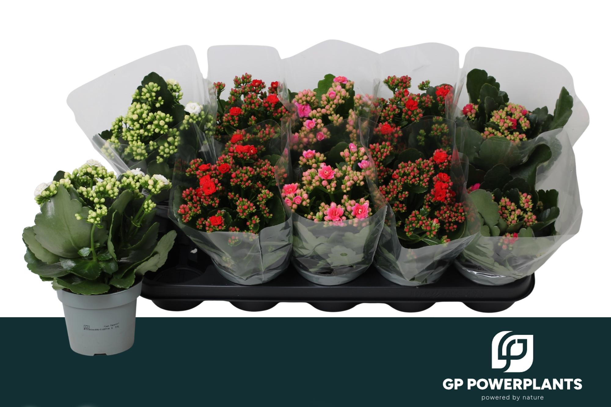 Горшечные цветы и растения оптом Kal Ge Rf Gem 4 Kl от 10шт из Голландии с доставкой по России