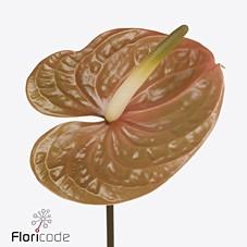 Срезанные цветы оптом Anthurium prestige от 16шт. из Голландии с доставкой по России