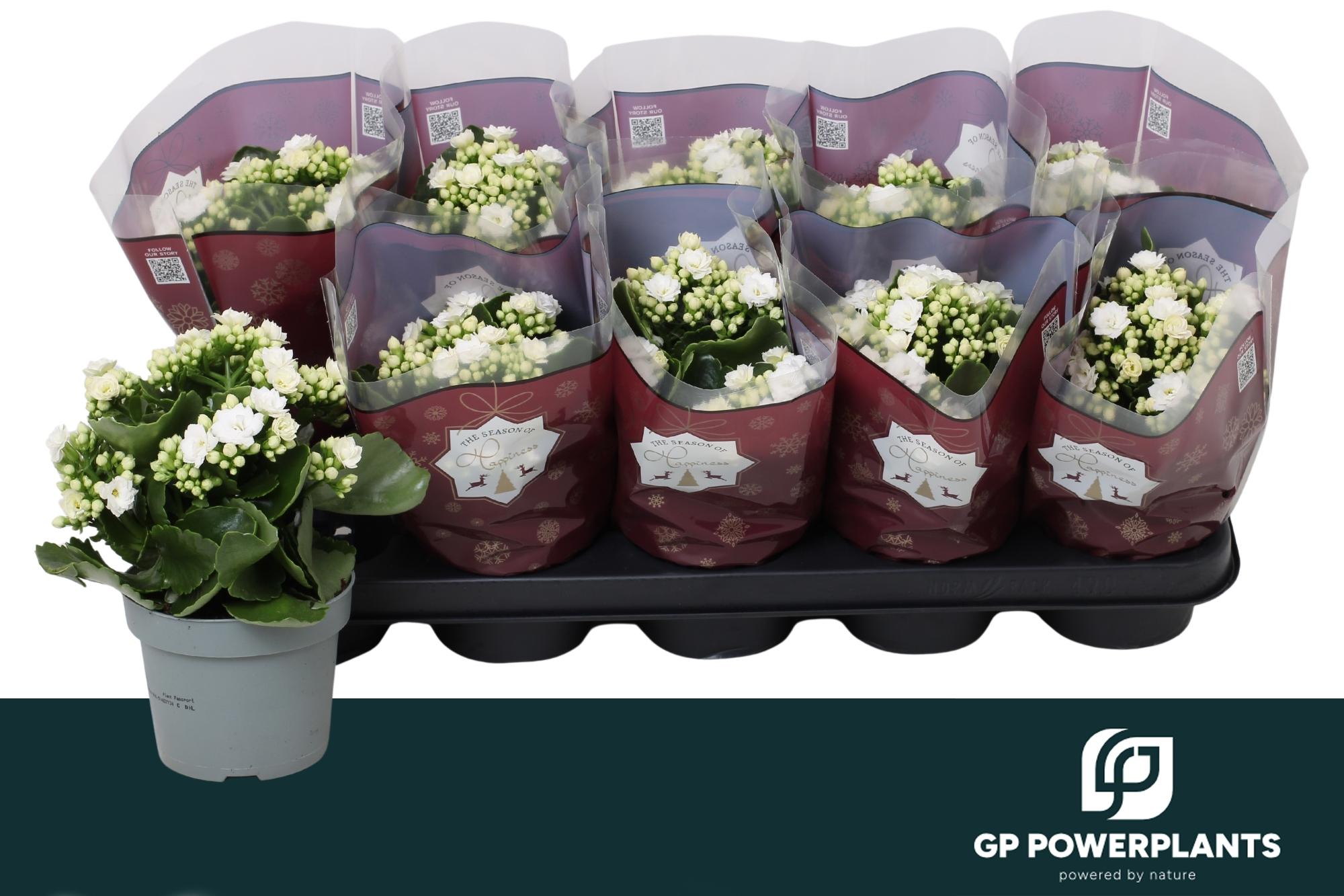 Горшечные цветы и растения оптом Kal Ge Rf Sia от 10шт из Голландии с доставкой по России