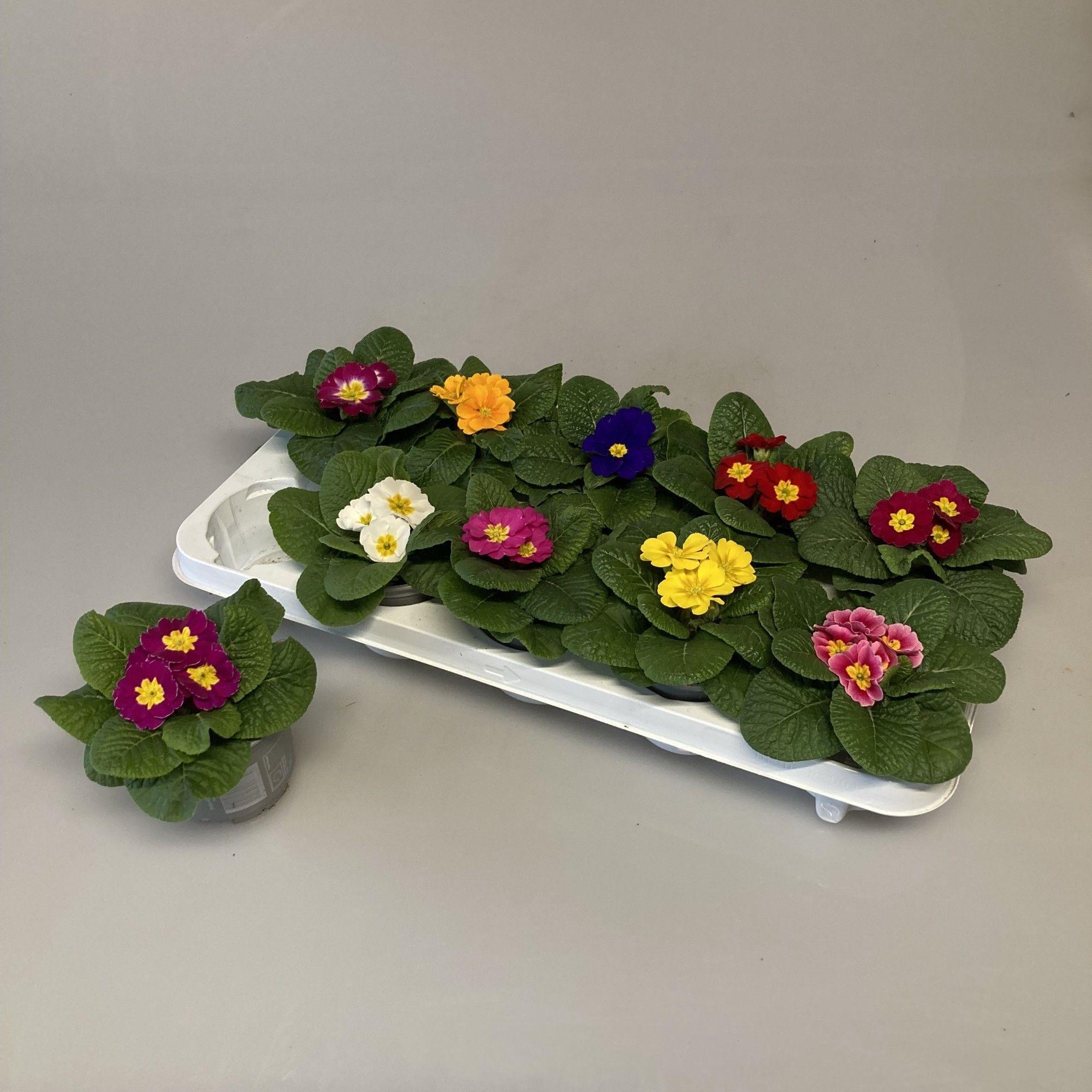 Горшечные цветы и растения оптом Primula Acaulis от 15шт из Голландии с доставкой по России