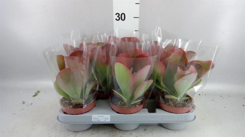 Горшечные цветы и растения оптом Kalanchoe Nf Thyrsiflora red Lips от 8шт из Голландии с доставкой по России