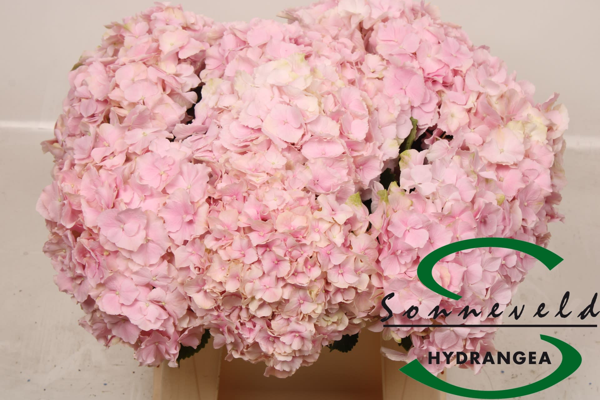 Срезанные цветы оптом Hydrangea verena pink-green от 10шт из Голландии с доставкой по России